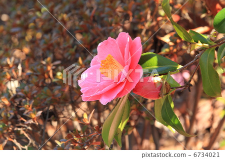 粉紅色的山茶花和Zojoji的芽 6734021