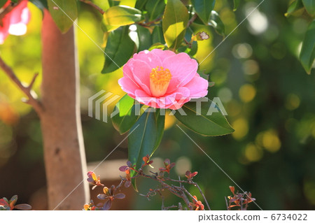 Zojoji粉紅色山茶花 6734022