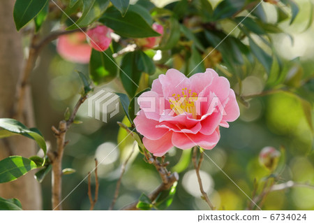粉紅色的山茶花和Zojoji的芽 粉紅色的山茶花和Zojoji的芽 6734024