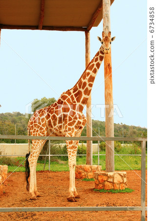 Giraffe Giraffe 6734858