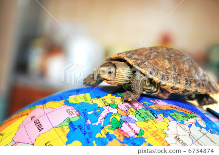 Turtle Turtle 6734874