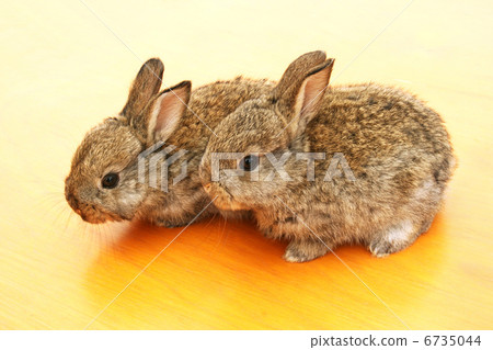 Young rabbits 6735044