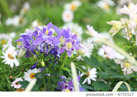 Columbine aquilegia 6735527