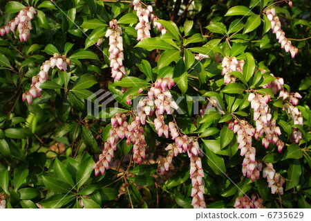 毛毛蟲的花朵 6735629