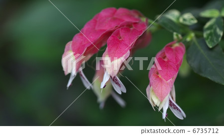 小蝦花 6735712