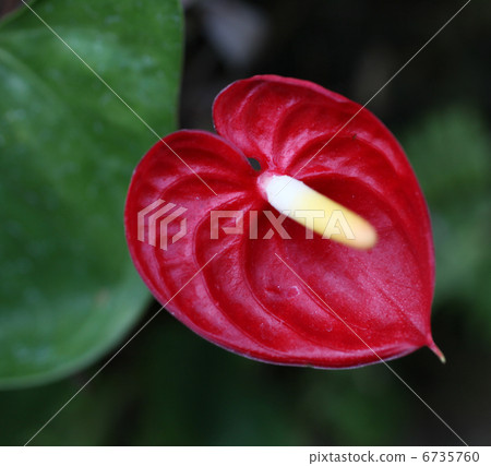 Anthurium 6735760