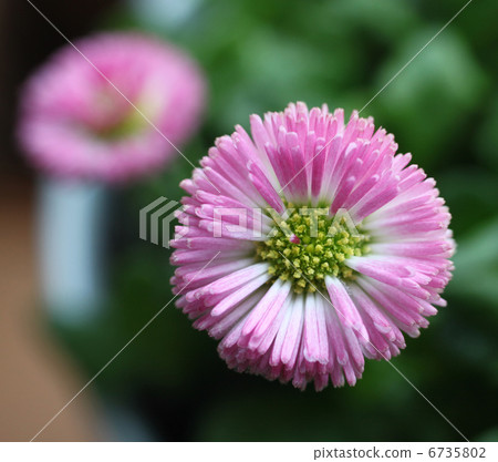 Tyrolean Daisy 6735802