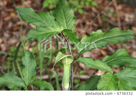 Ten Nanshow Ten Nanshow 6736332