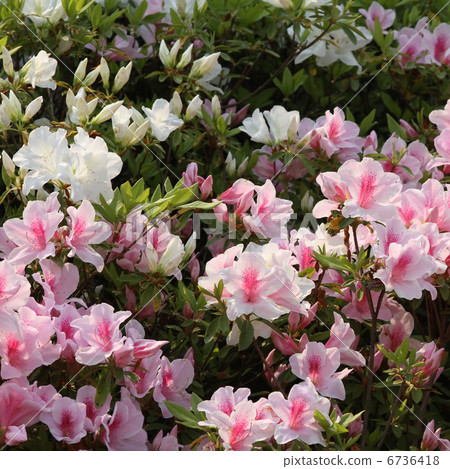 Hirato Azalea 6736418