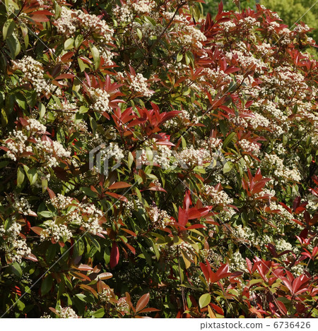 Benikanamemochi Benikanamemochi 6736426