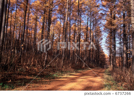 Through the deciduous forest Through the deciduous forest 6737266