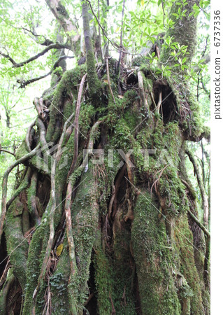 Strong Yakusugi stands at Yakusugi land of Yakushima's primeval forest 6737336