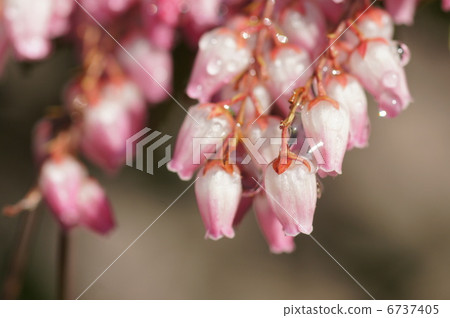 毛毛蟲樹 毛毛蟲樹 6737405