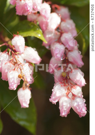 毛毛蟲樹 毛毛蟲樹 6737408