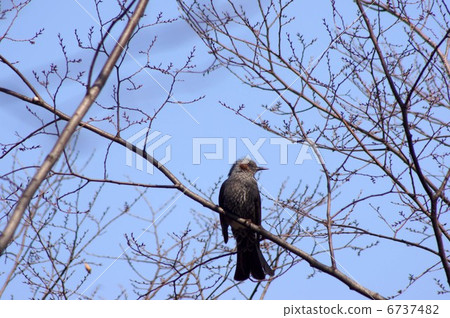 球莖 球莖 6737482