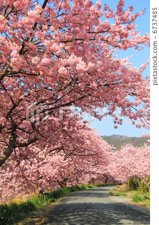Southern Cherry Blossoms and Rape Blossom Road Kawazu Sakura at Shogumo 6737485