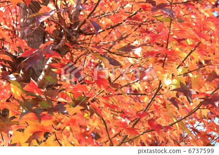 紅葉 6737599