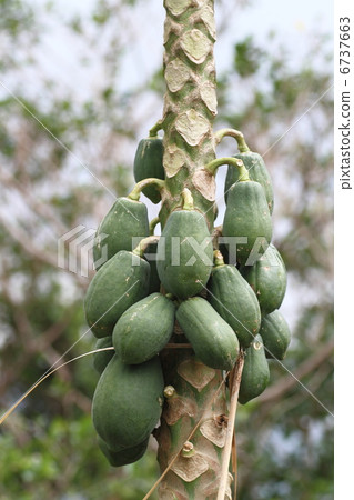 木瓜 木瓜 6737663