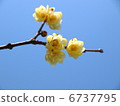 Japanese allspice flower 6737795