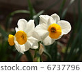 Narcissus flower 6737796
