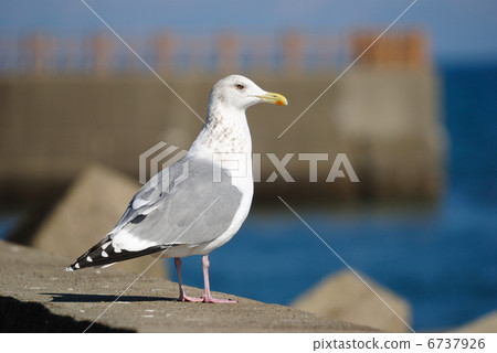 Seguro gull Seguro gull 6737926