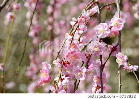 梅花 6737928