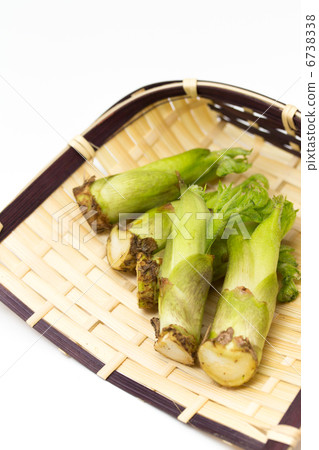 Spring food image ~ Tara sprout ~ Spring food image ~ Tara sprout ~ 6738338