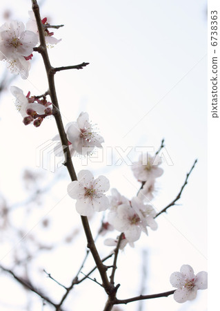 plum plum 6738363