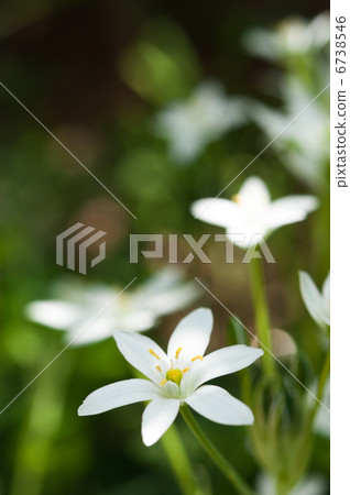 令人耳目一新的ooh ama 6738546