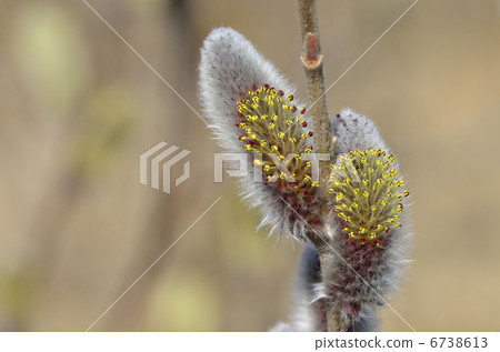 貓科動物（貓柳） 6738613