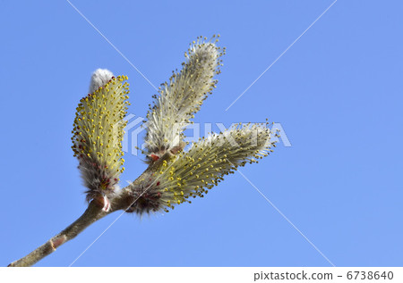 貓科動物（貓柳） 6738640