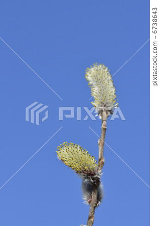 貓科動物（貓柳） 6738643