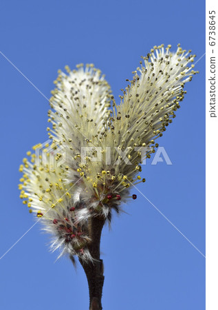 貓科動物（貓柳） 6738645