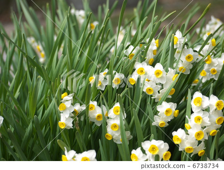 Narcissus Narcissus 6738734