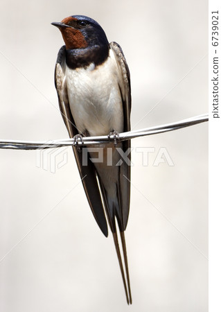 swallow sitting on wire 6739021