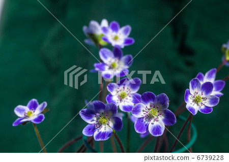 Snow Bare Grass Tenmangu Shrine Standard Flower Snow Bare Grass Tenmangu Shrine Standard Flower 6739228