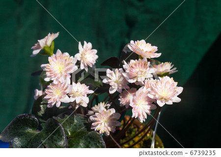 Snow Flower Kurenai Koi Senjuaki 6739235