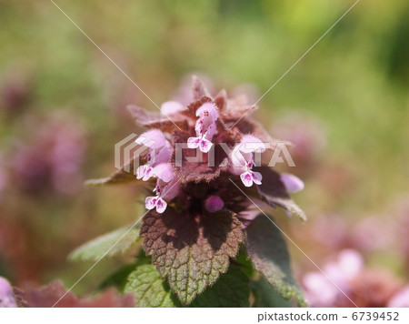 Himeodoricosoum 6739452