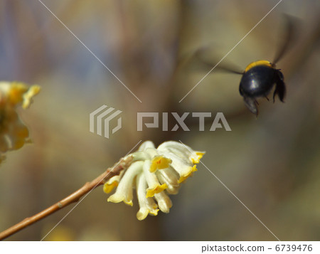 Mitsumata flower and bear 6739476
