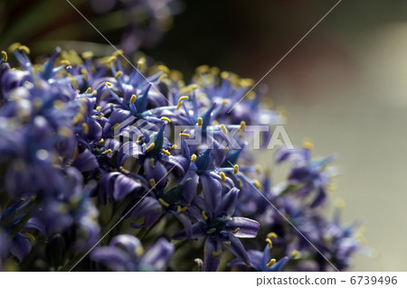 Schiller Velviana“明星的奏鳴曲” Schiller Velviana“明星的奏鳴曲” 6739496