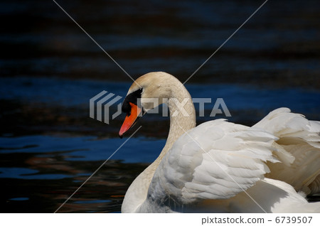 Swan Swan 6739507
