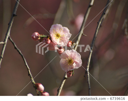 Clewashidare peach flower Clewashidare peach flower 6739616