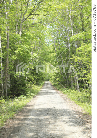 Fresh green forest road Fresh green forest road 6739769