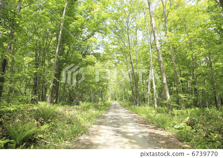 Fresh green forest road Fresh green forest road 6739770