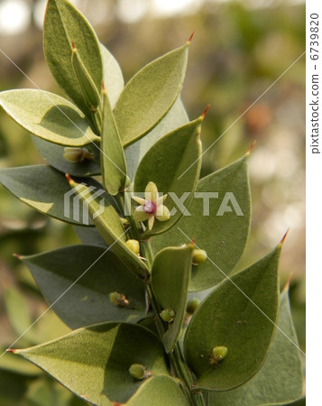 布徹的掃帚 布徹的掃帚 6739820