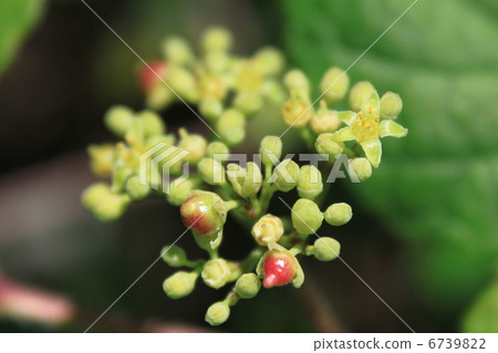 Nobudo鮮花和水果 6739822