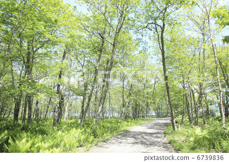 Fresh green forest road 6739836