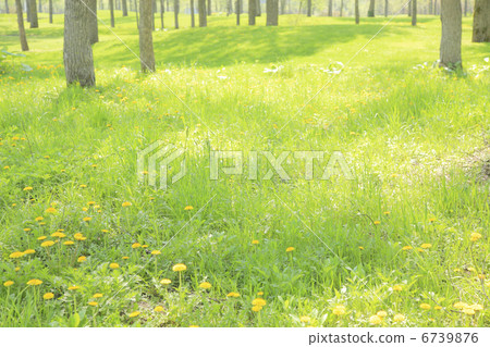 春天樹蔭 春天樹蔭 6739876