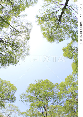 新鮮的綠樹 6740004