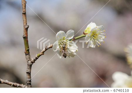 Plum blossoms and honey bees 6740110